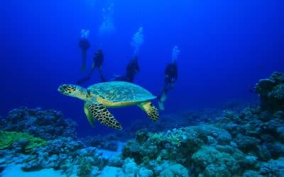 Boardwalk Resort Vacations Uncovers Aruba’s Best-Kept Secrets