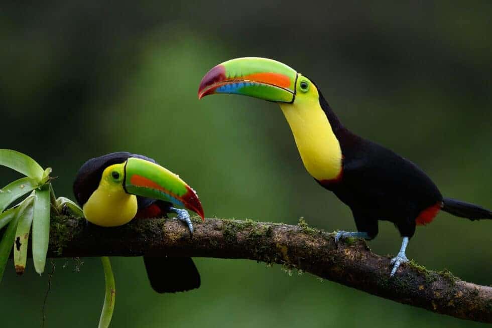 Boardwalk Resort Vacations Highlights the Best Marine Tours in Costa Rica (4)